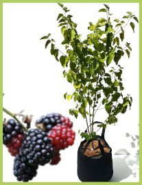 Mûrier noir - variété type / Morus nigra 27l